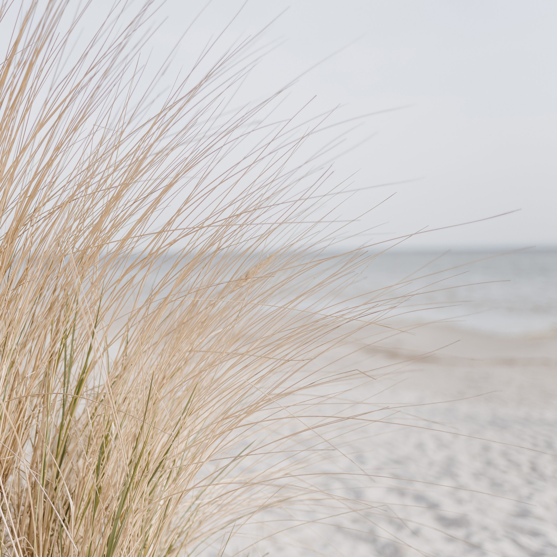 Grass by the Beach